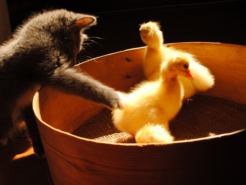 Котенок и утята