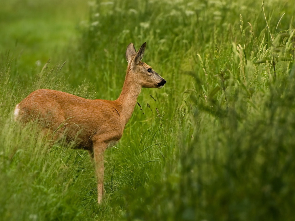 Олень в траве