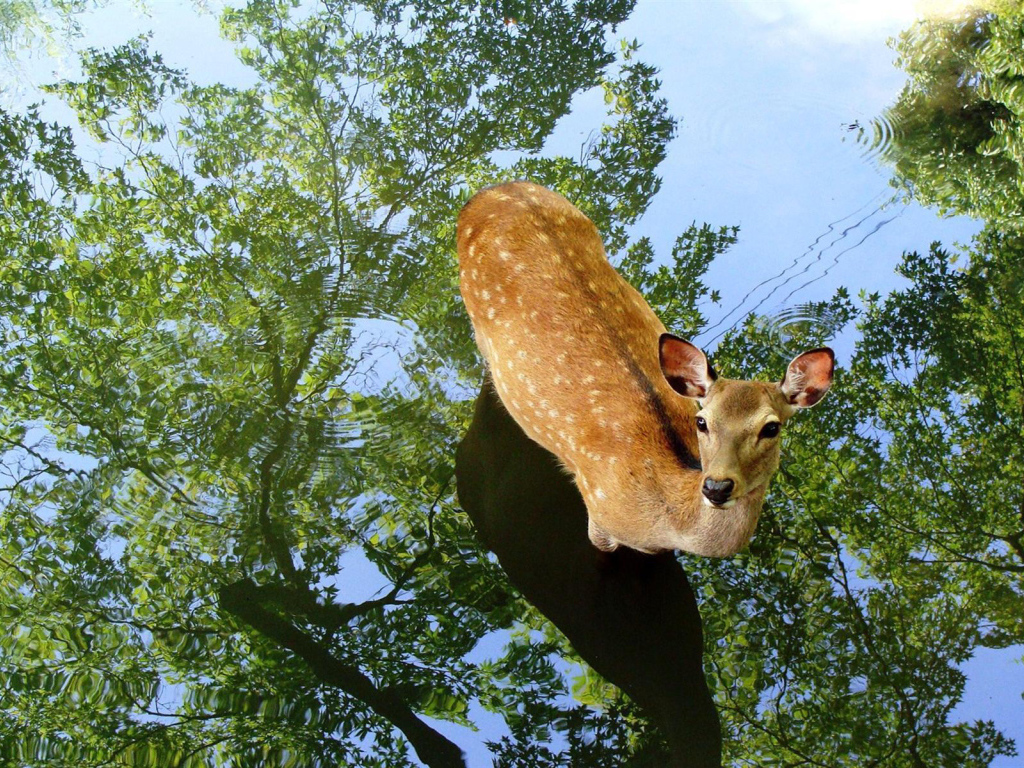 Олень в воде