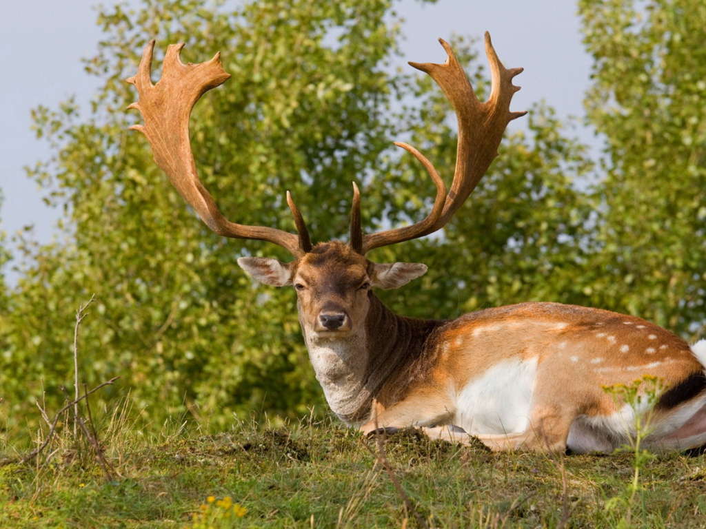 Олень с большими рогами