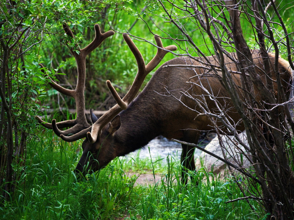 Рогатый олень