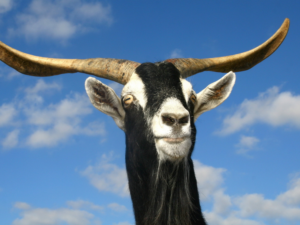 Козел рогатый