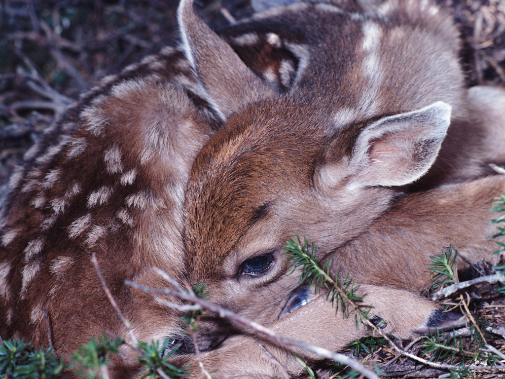 Маленький олененок