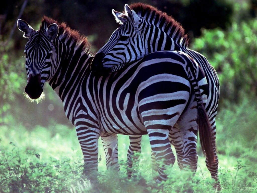 Две зебры