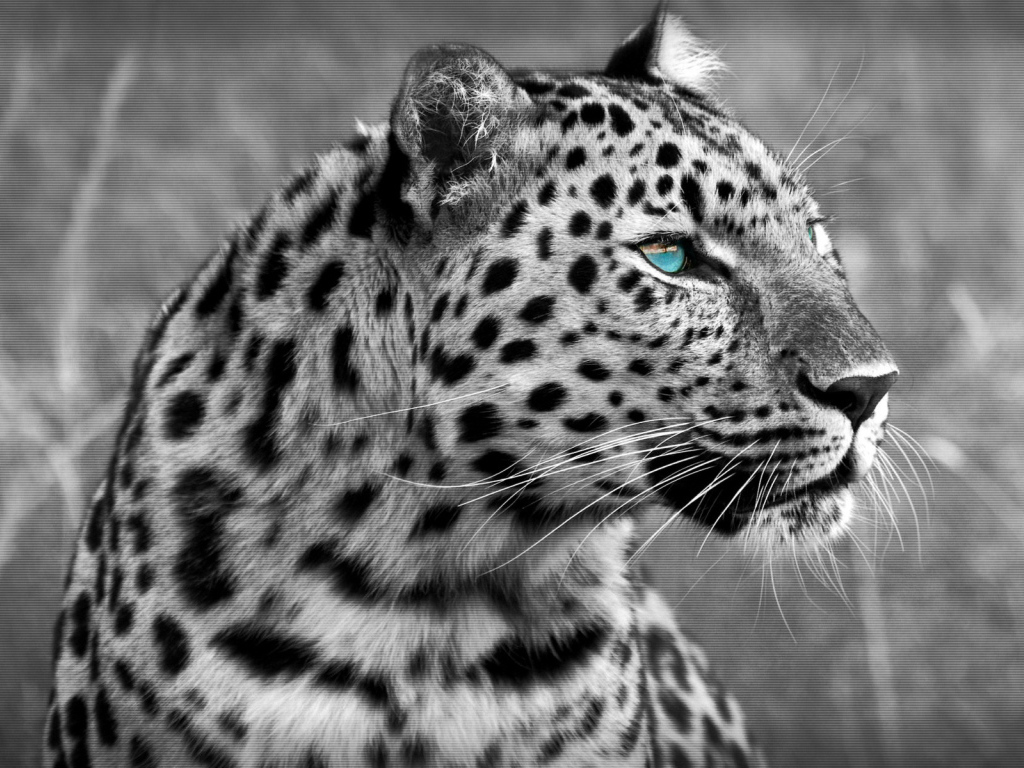 Черно-белый леопард