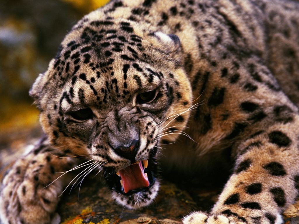 Оскалившийся гепард