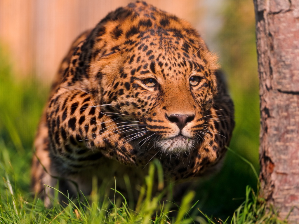 Крадущийся леопард