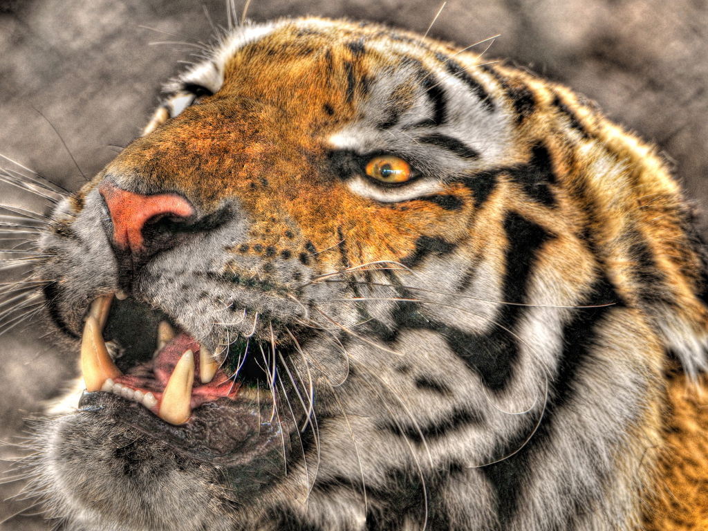 Оскалившийся тигр