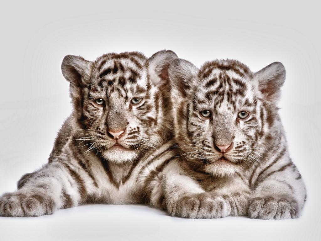 Два тигренка