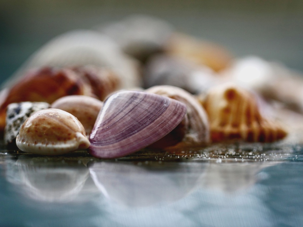 Морские ракушки