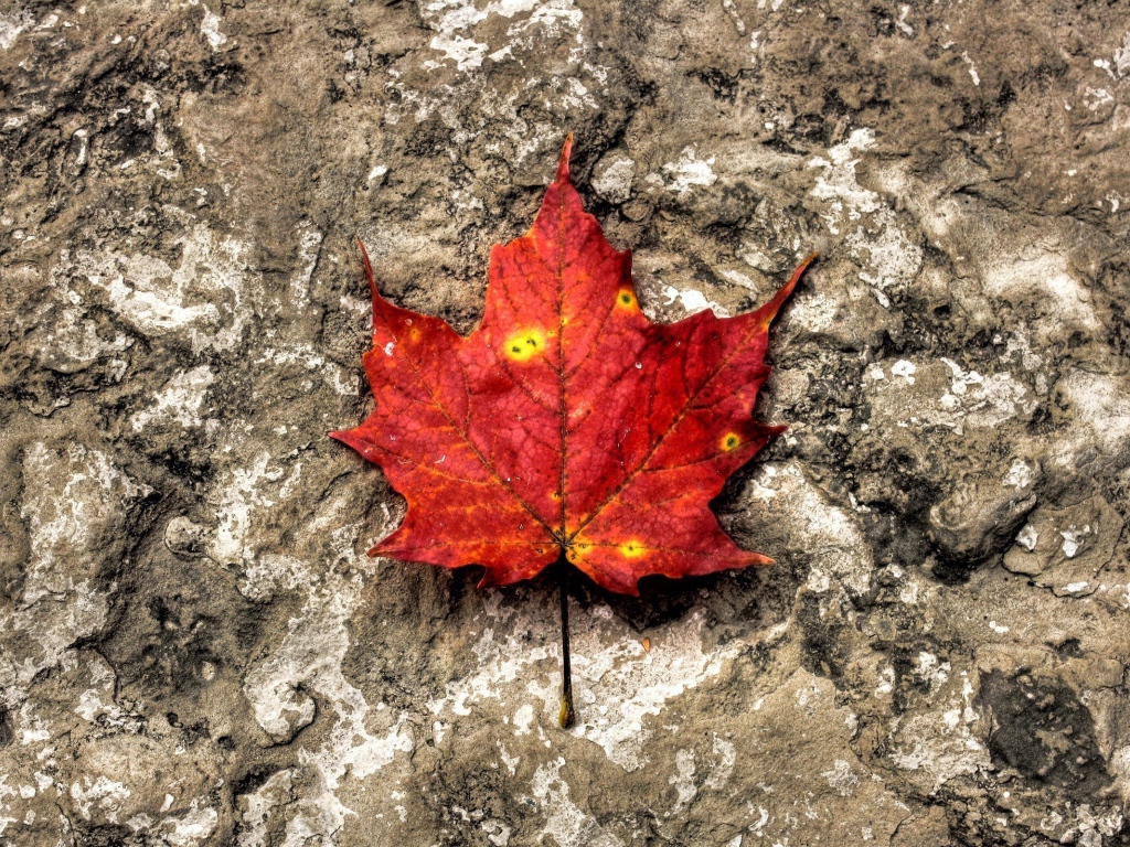 Лист на камне