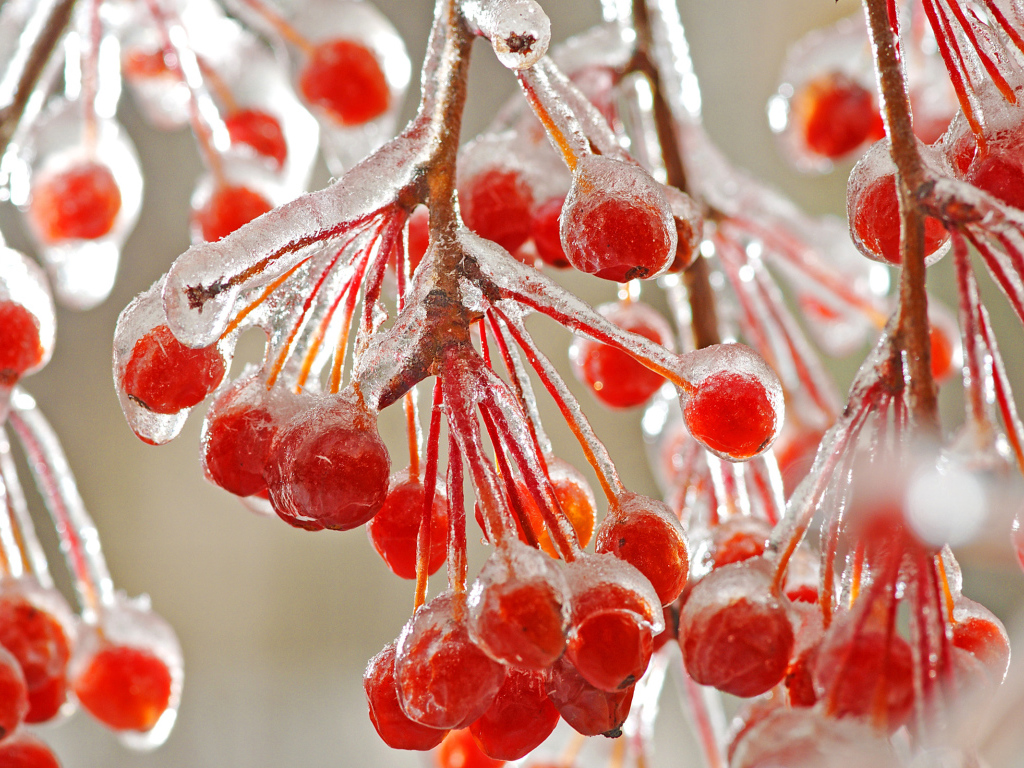 Рябина со льдом