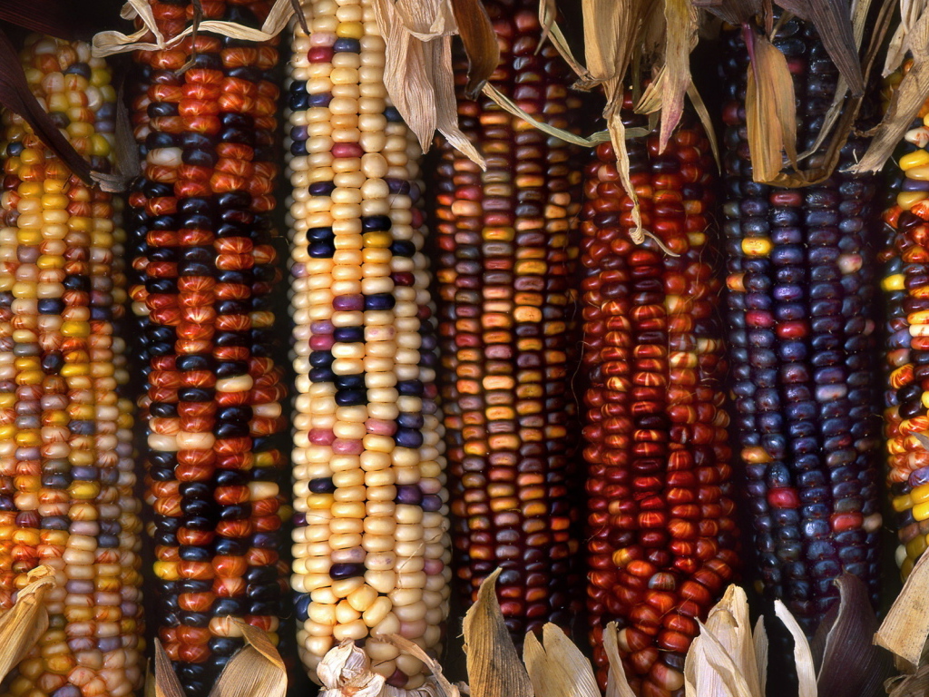 Разноцветные початки