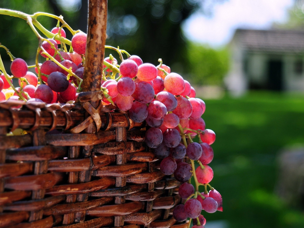 Корзина с виноградом