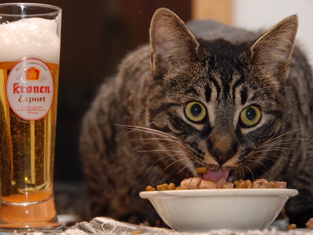 Cat and beer