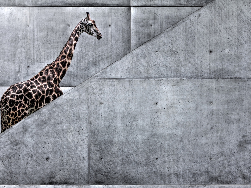 Жираф на лестнице