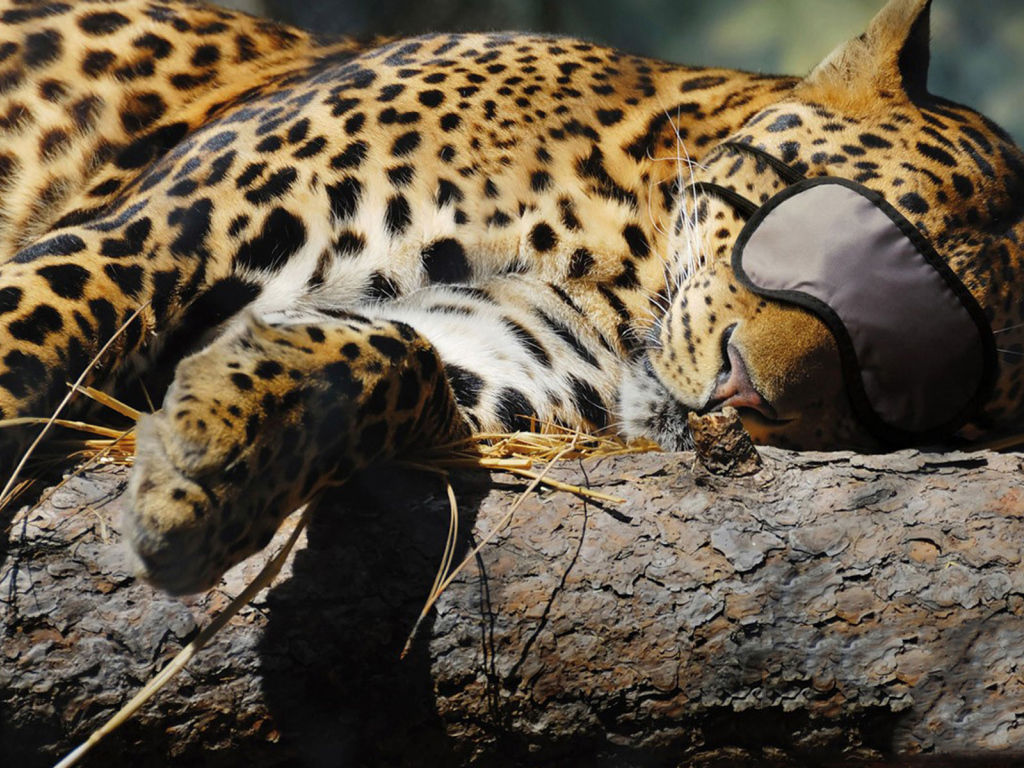 Спящая киса