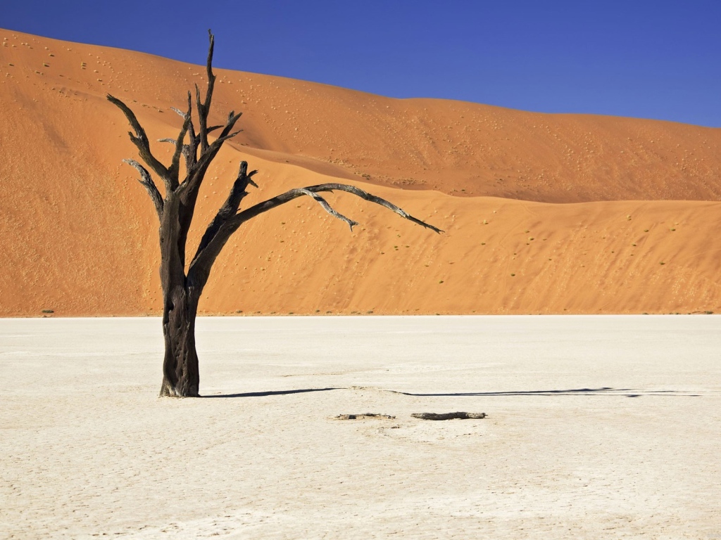 Засохшее дерево