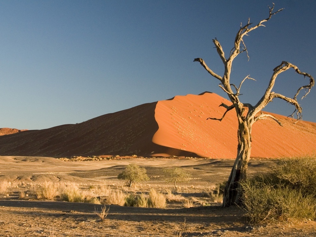 Сухое дерево в пустыне