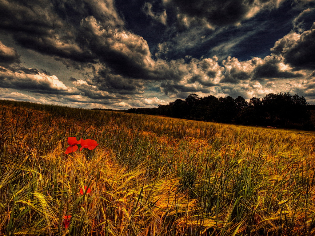 Злаки и маки