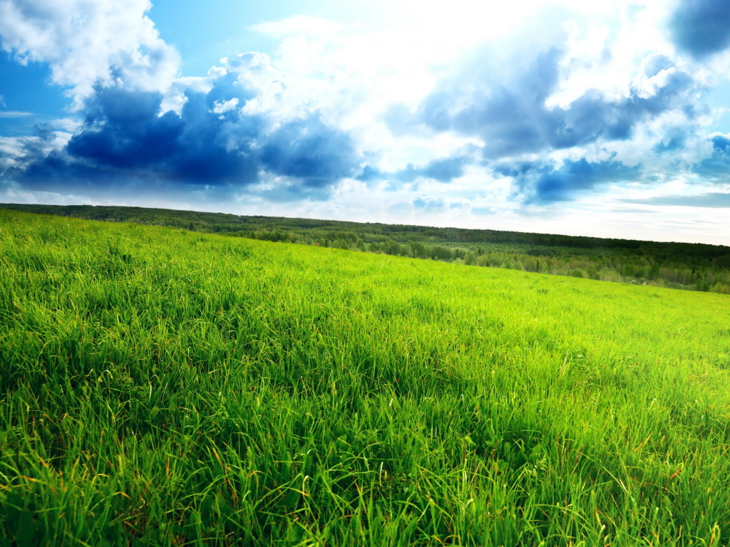 Зеленое поле