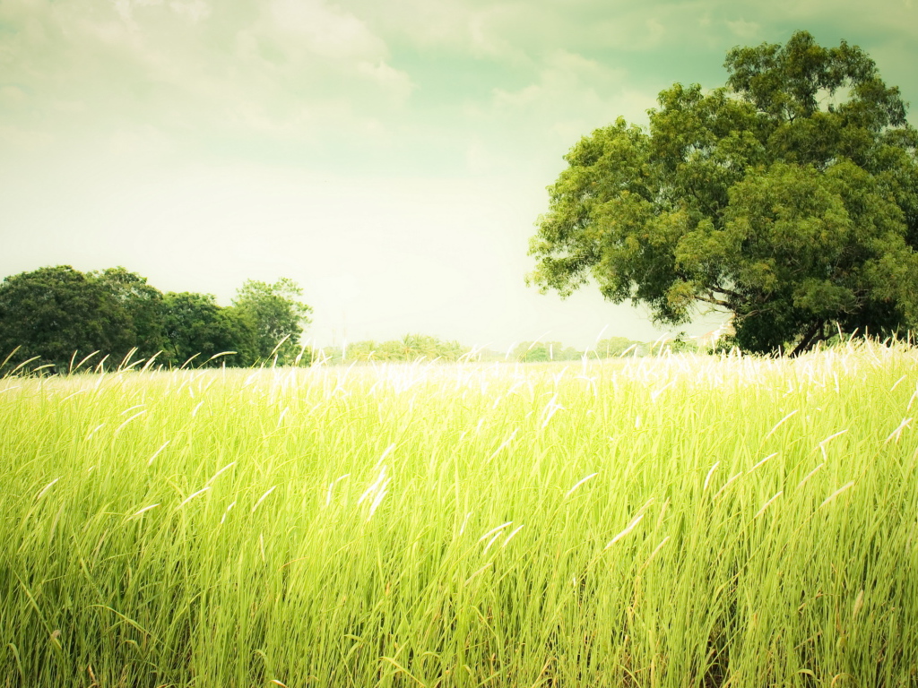 Зеленеющее поле