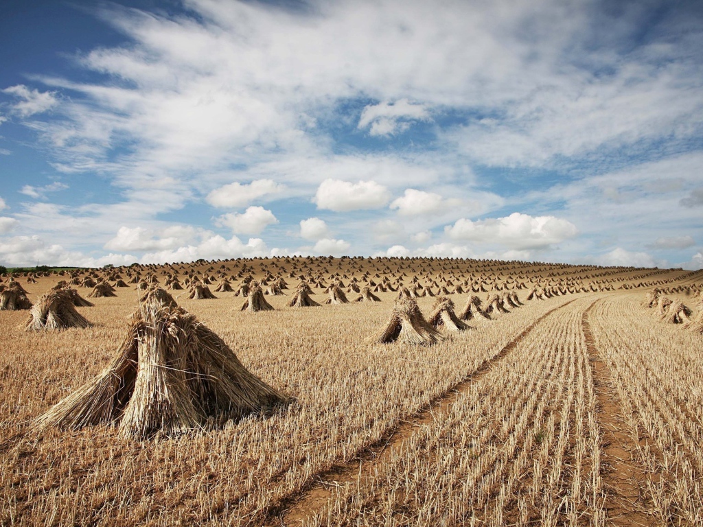 Снопы на поле