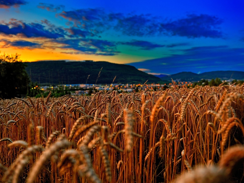 Пшеничное поле