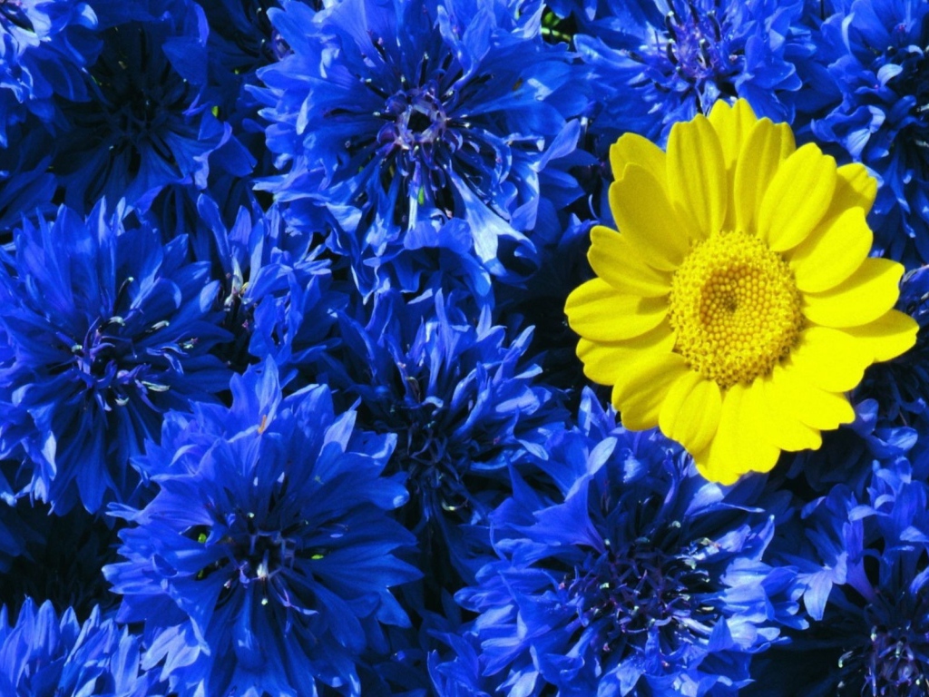 Среди васильков