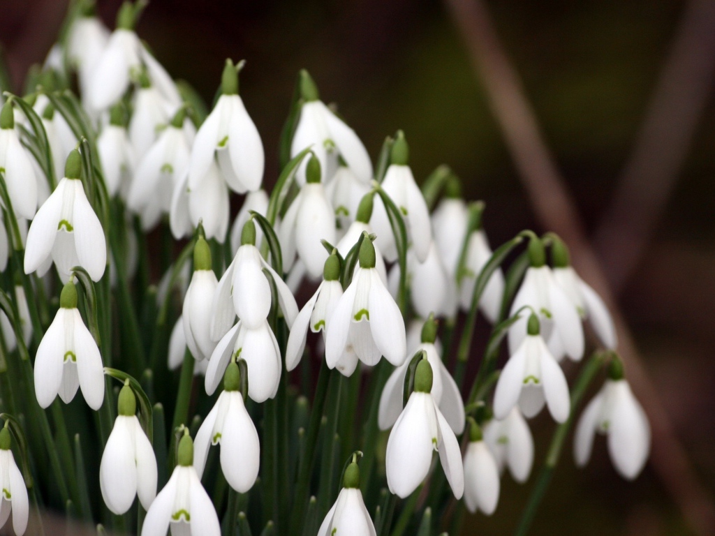 Красивые подснежники