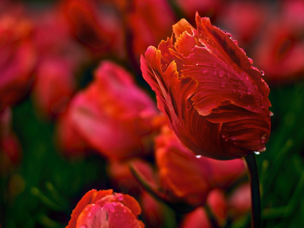 Красивые тюльпаны