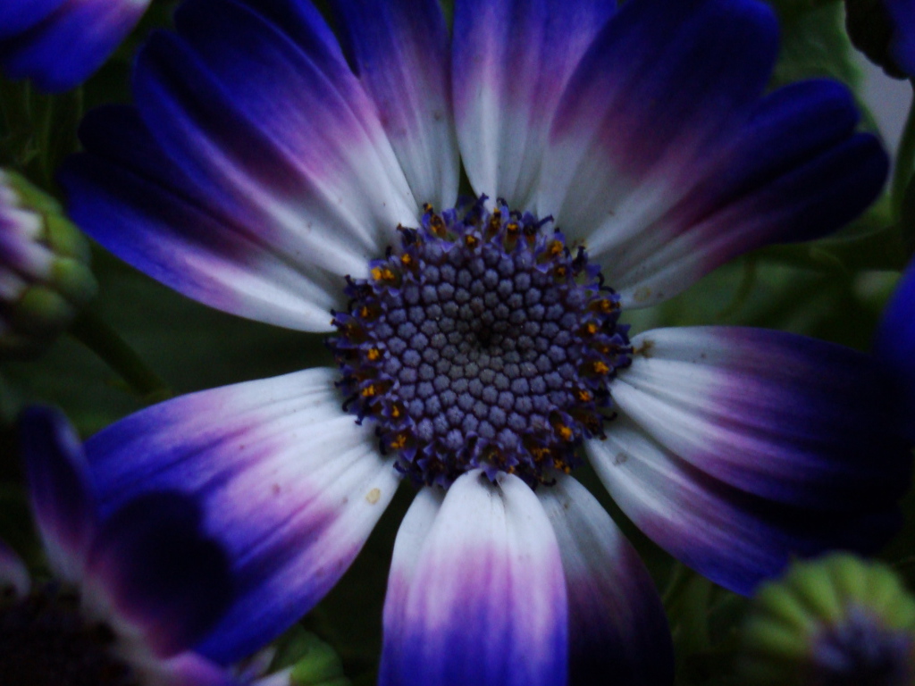 Синий цветок