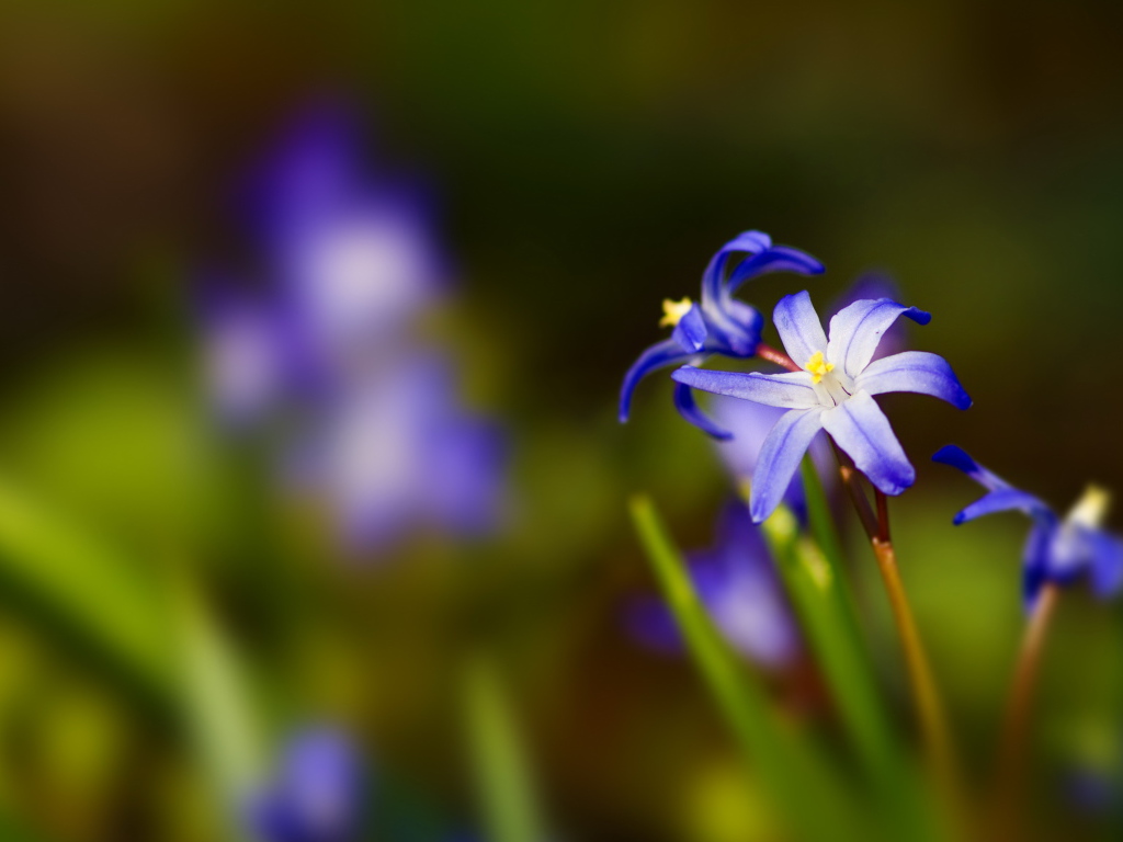 Синии цветочки