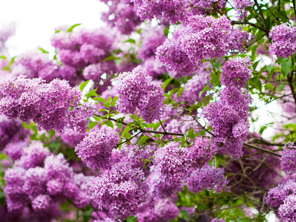 Ветки сирени