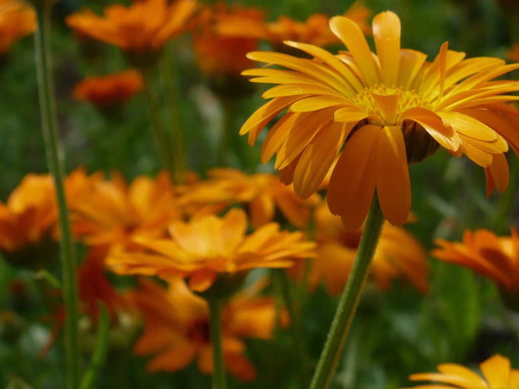 Яркие герберы