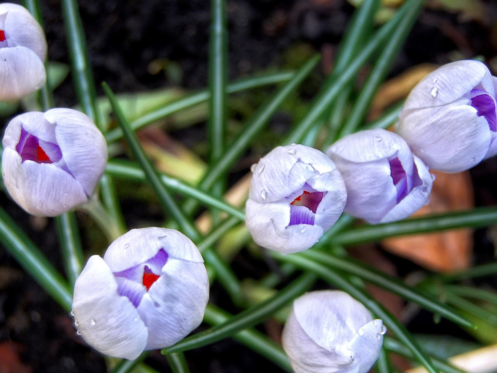 Бутоны шафрана