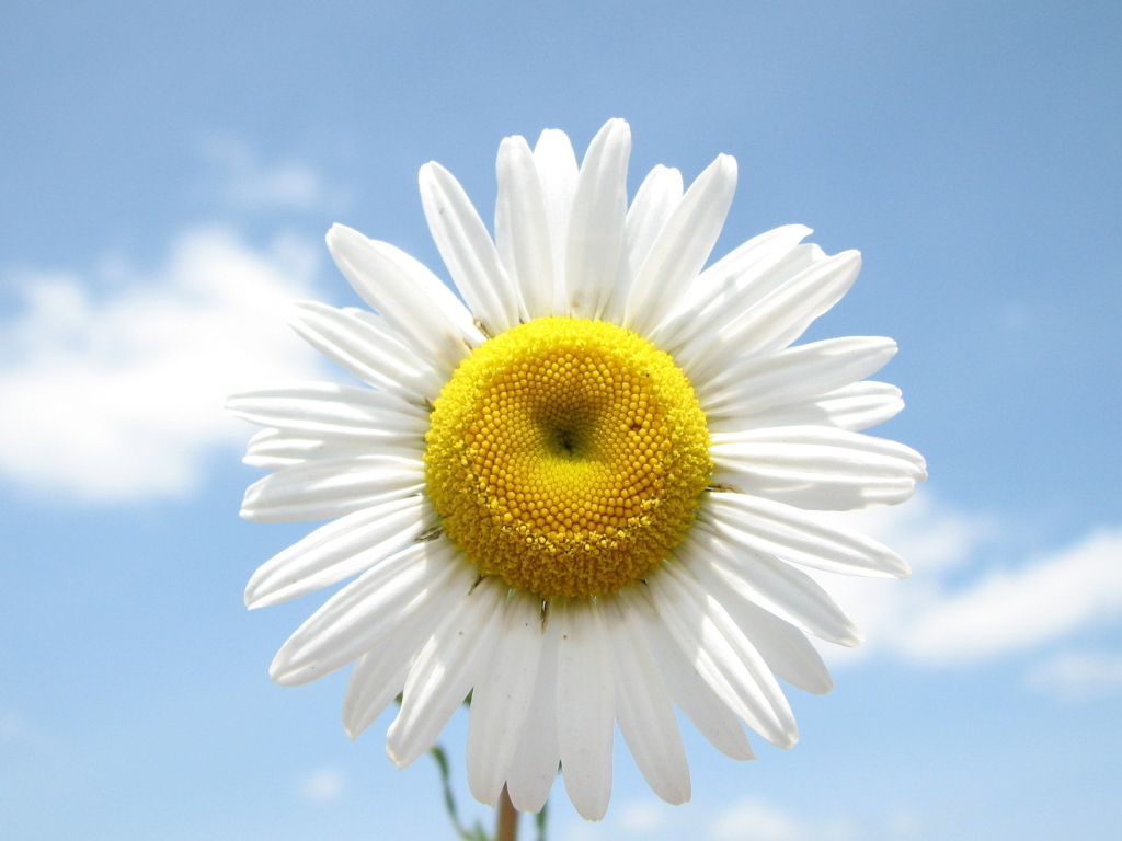 Веселая ромашка