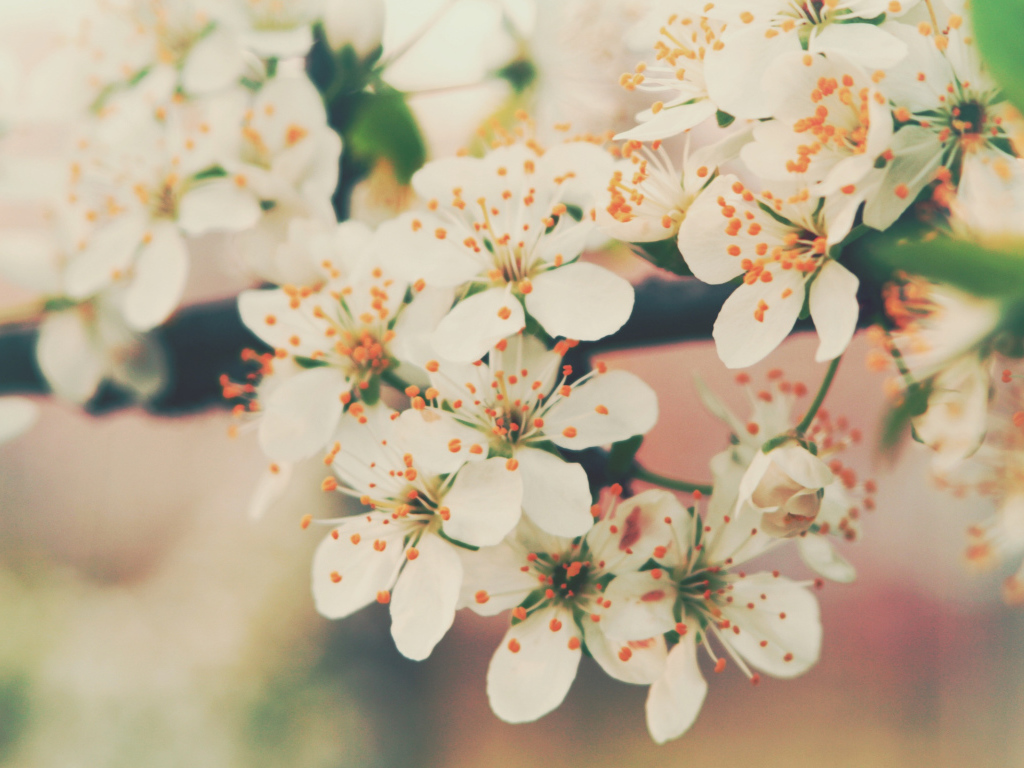 Цветение вишни