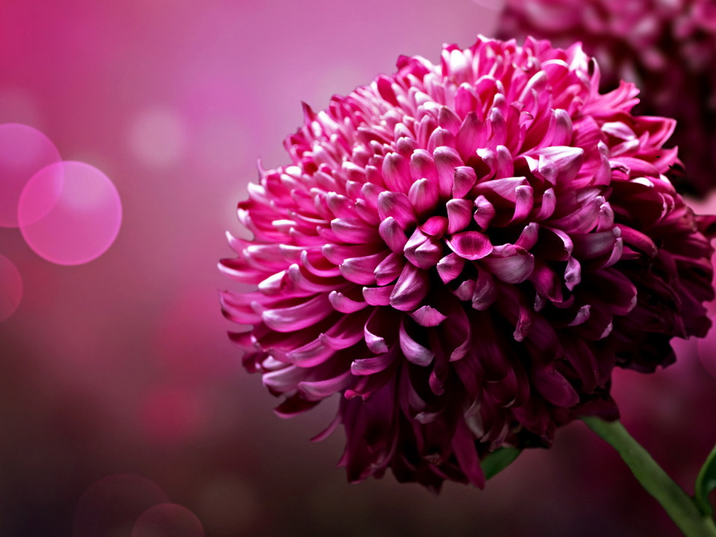 Хризантема