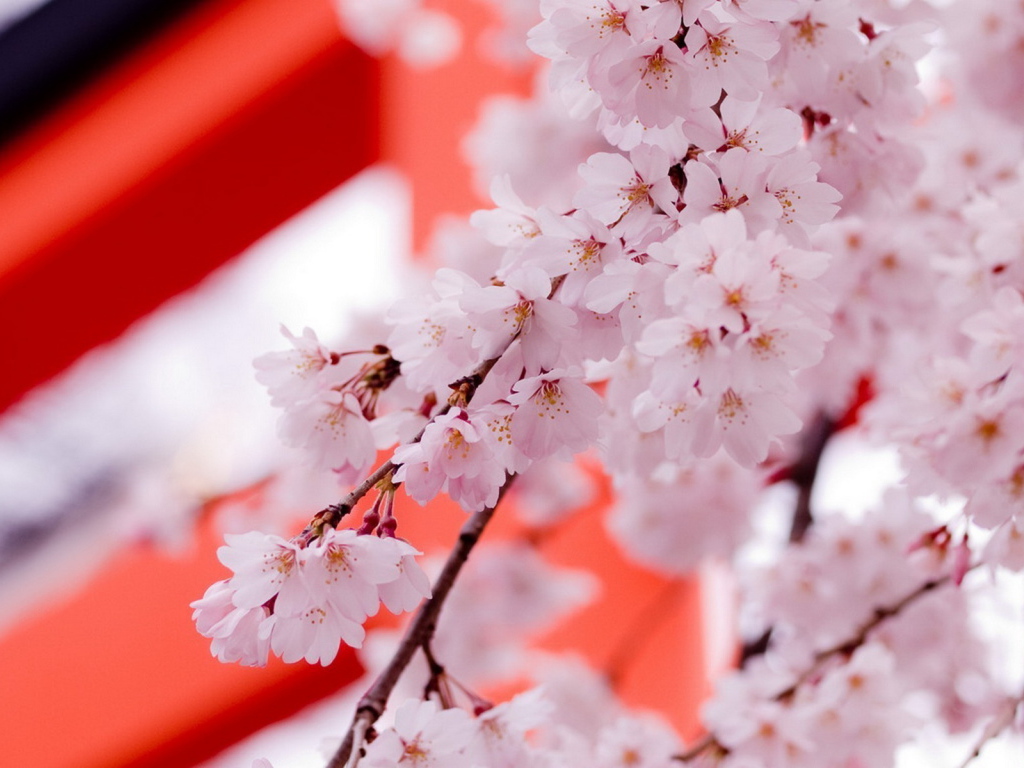 Цвет саккуры