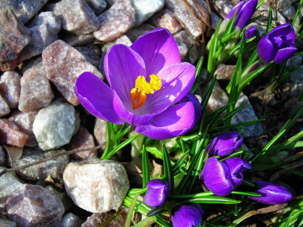 Крокусы на камнях