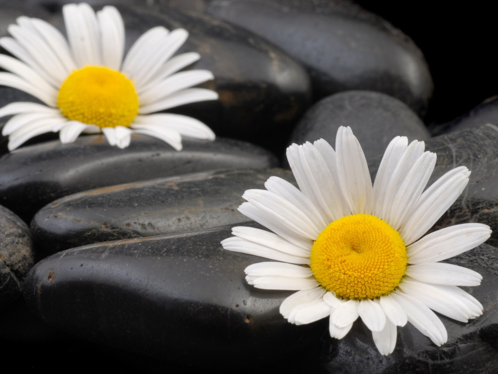 Ромашки среди камней