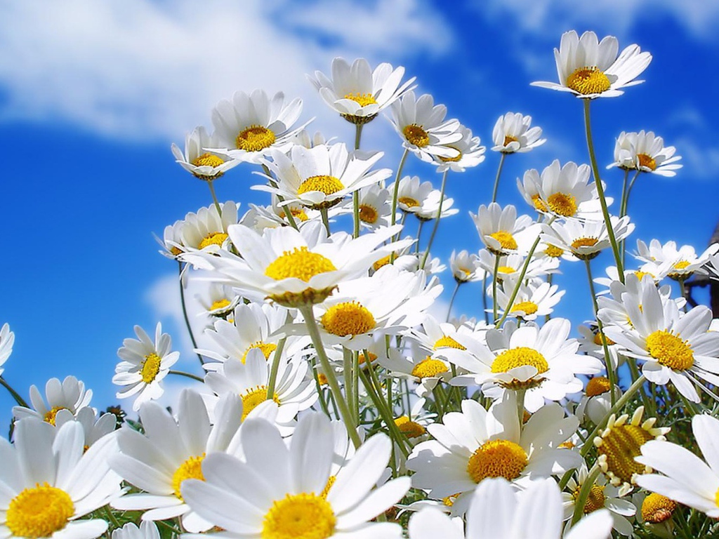 Семейка ромашек