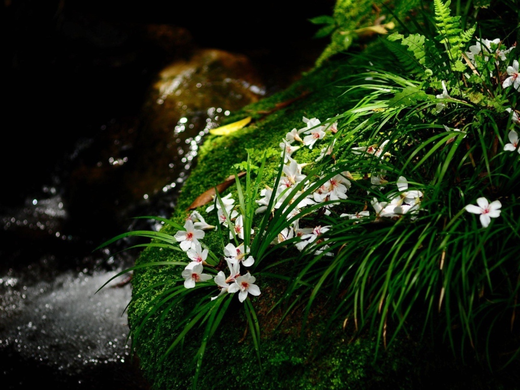 Цветочки у ручья