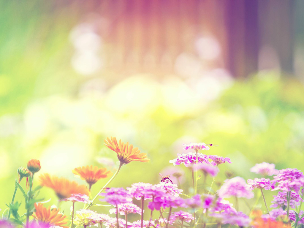 Цветы на клумбе