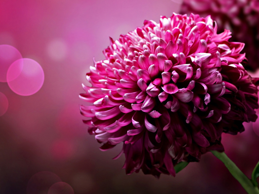 Большой цветок