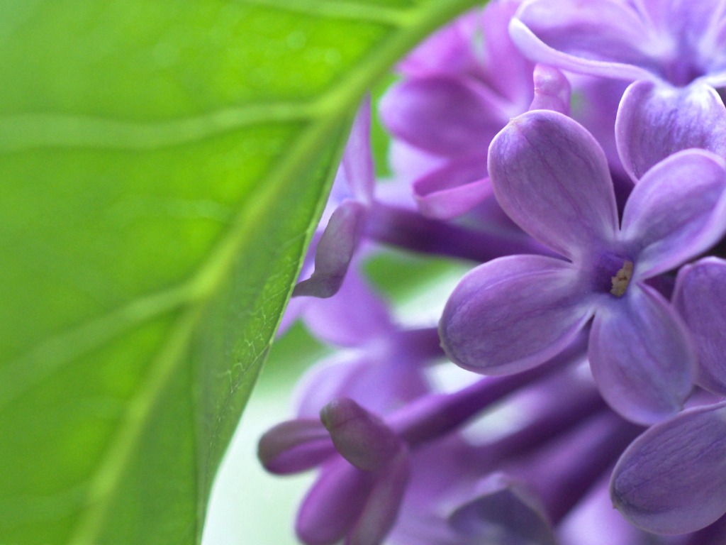 Сирень и лист