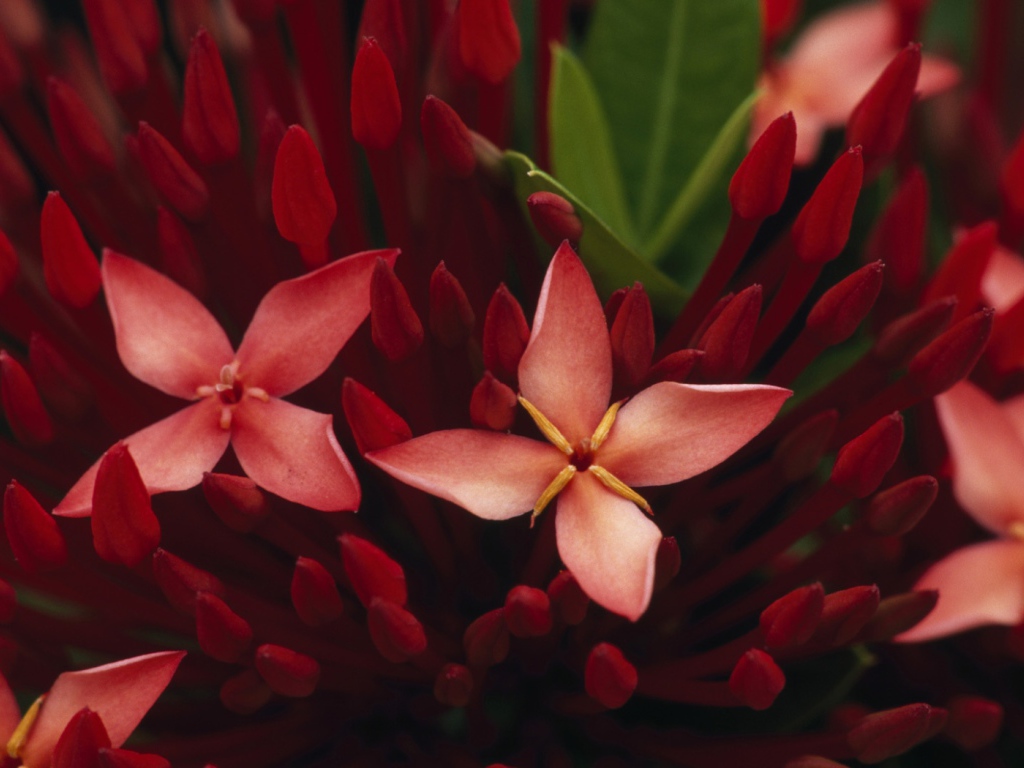 Живые цветы обои