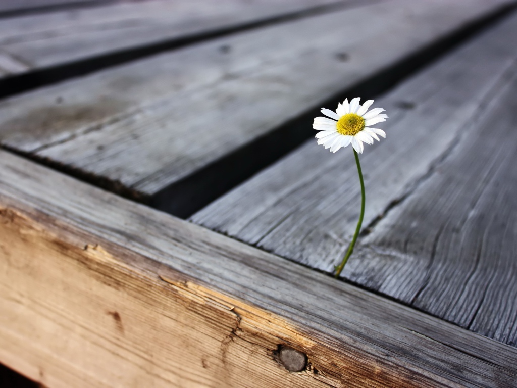 Одинокая ромашка