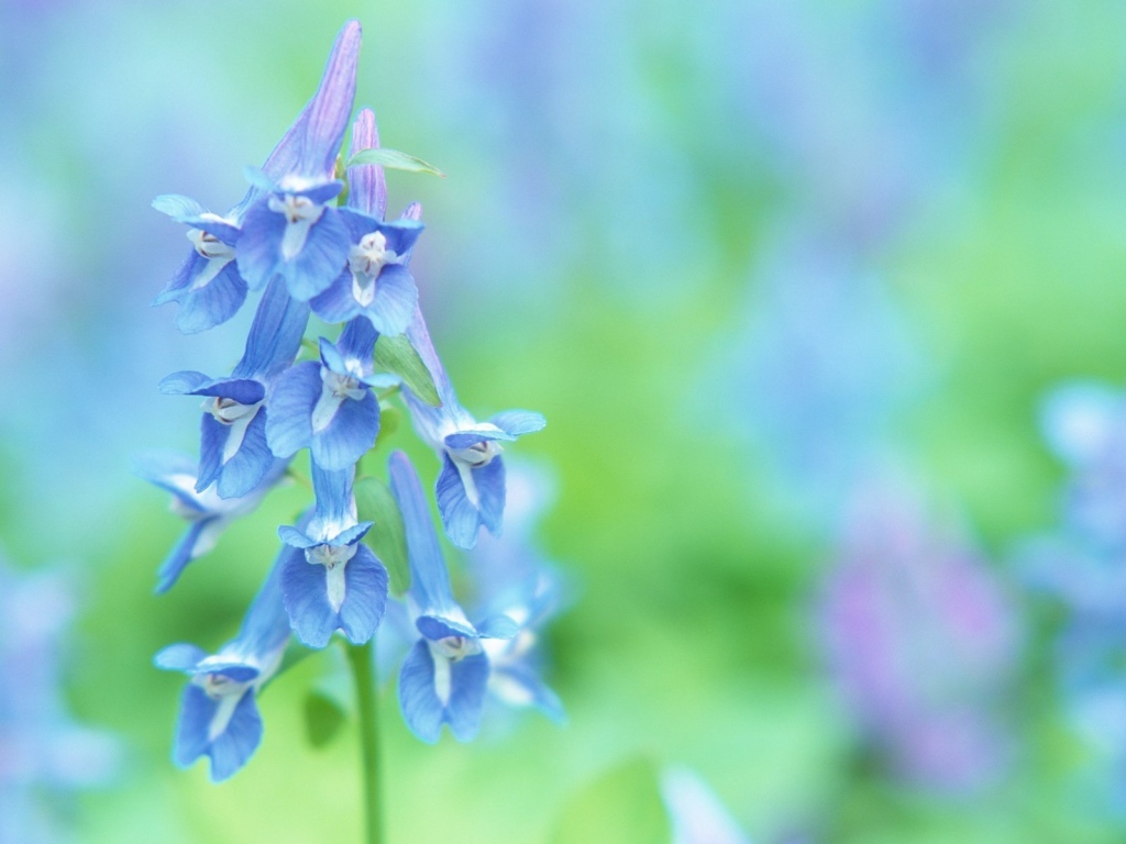 Луговые цветочки